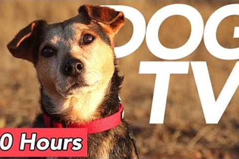 [No Ads] DOG TV - Countryside Exploration Video for Dogs - Drone and Virtual Dog Walk!