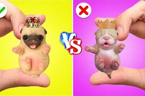 Rich Dog VS Poor Dog *Viral Gadgets and DIY Hacks With Rich VS Poor Pet Owners * by Gotcha! Hacks