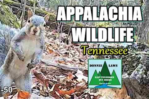 Appalachia Wildlife Video 22-50 from Trail Cameras in the Foothills of the Great Smoky Mountains