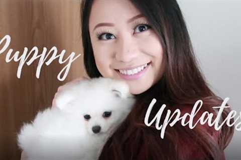 LEO | How We Train Our White Pomeranian Puppy | 15+ Tricks