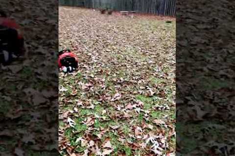 No grass in sight #diy #diylawncare #lawncare #lawn #lawntips  #shorts