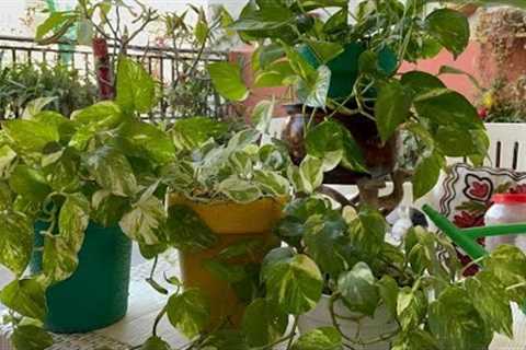 Best Tips for How to Care Money plant||Pothos Varieties in Winter||Explore your hobbies!!!