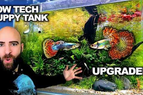 Upgrading My LOW TECH Guppy Aquarium | Rainbow River &amp; NO FILTER ENDLER Tank