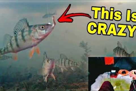 Underwater Camera Ice Fishing GONE CRAZY - Fish EVERYWHERE!!!