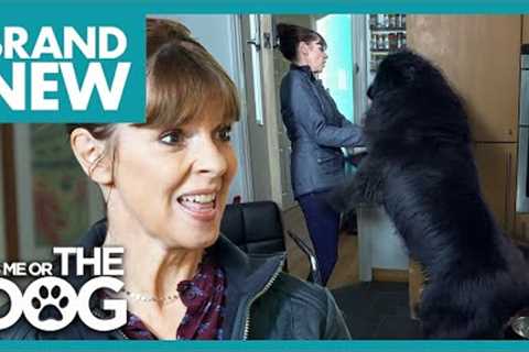 Excitable Giant Jumps Up at Guests! | It's Me Or The Dog