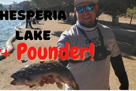 Hesperia Lake Trout Fishing 2022| trout stocking opener week |