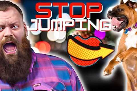 Teach Your Dog To Stop Jumping Up In 3 Simple Steps