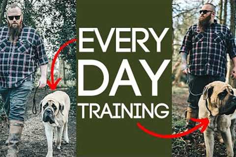 3 Dog Training Exercises You Should Do EVERY DAY At Home!