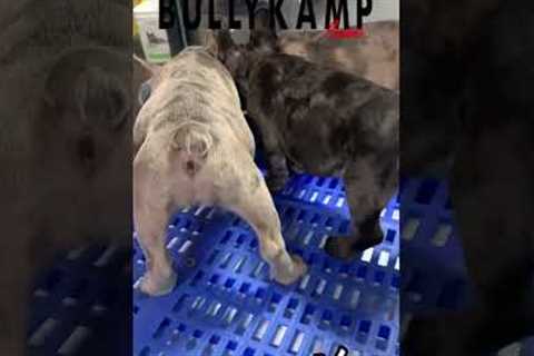 Houston Pet Store walkthrough 💯 EXOTIC PETS &amp; SUPPLIES 🤩🤩🤩