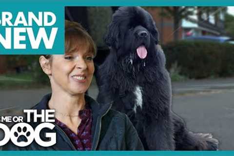 75KG Newfoundland is Unaware of His Size | Full Episode | It's Me Or The Dog