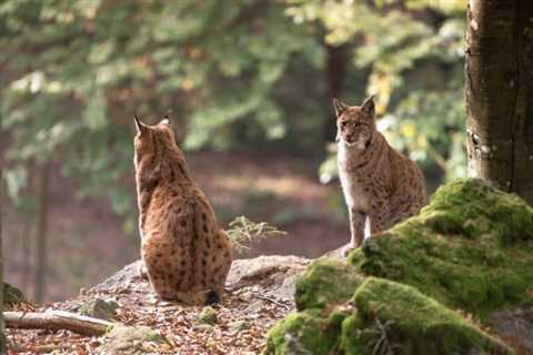 So, Can You Eat Bobcat for Survival?