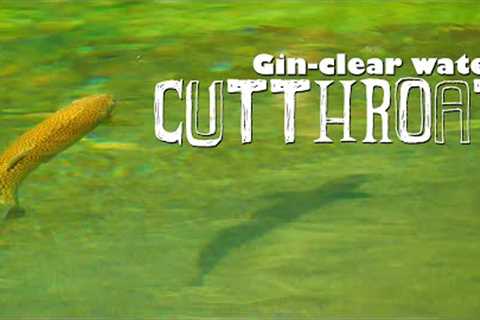 Cutthroat Trout in Gin-Clear Water. Fly Fishing Cutthroat Trout in Southern Alberta, Canada