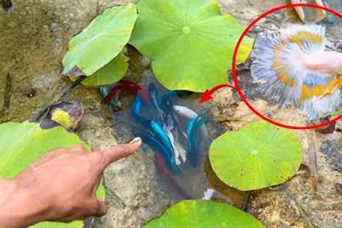 Unbelievable Unique Catch Betta Fish Catching And Finding A Lot Of Fish In Lotus Lake