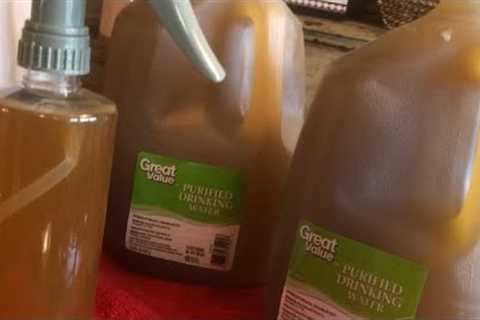 Episode 245: How to Make the Best Free Liquid Fertilizer and A Great Natural Insect Repellent.