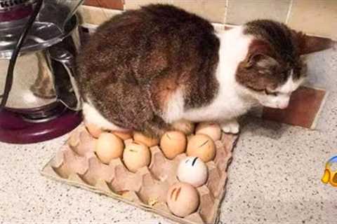 😱 It's To LAUGH When Watching This Video Of The FUNNIEST CATS On Earth 😱 - Funny Cats Life