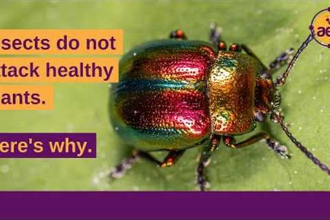 Why insects do not (and cannot) attack healthy plants | Dr. Thomas Dykstra | Regenerative Ag