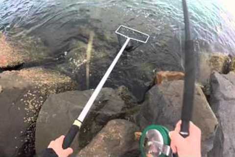 How to catch, clean and cook Luderick (Black Fish)