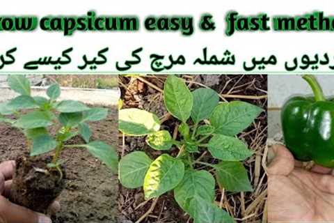 How to grow capsicum/Easiest way to grow ball pepper/grow Shimla mirch from seeds/capsicum part -1