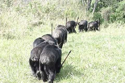 Wildlife Biologist Have Just Revealed That Apes Are Doing This Right Now In The Wild