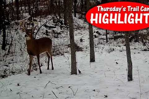 Coyotes and their Kill, Out of Breath Rut Chase: Thursday's Trail Cam Highlights 12.15.22