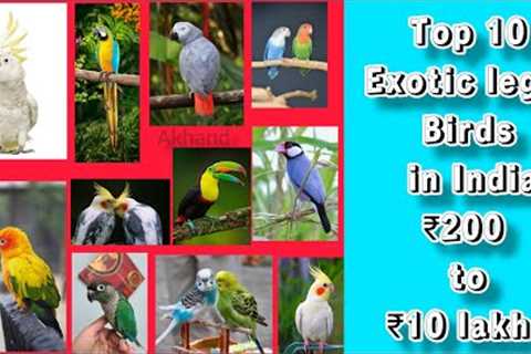 Top 10 Exotic Legal Birds in India as a pets 🦜 #exoticpets #exoticbirds #legalbirds #pets #birds
