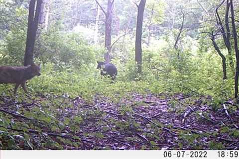 West Valley 2022 Summer/Early Fall Trail Camera Check