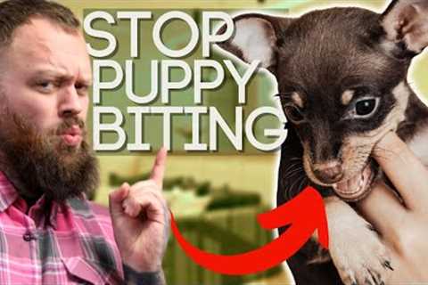 Everything You Need To Know To Stop Your Puppy Biting