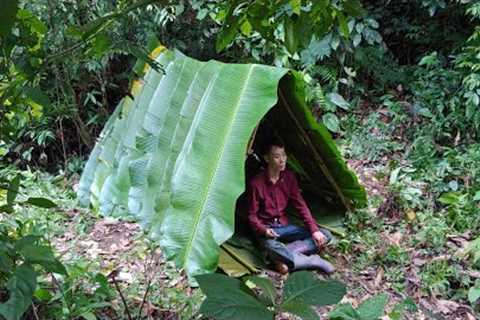 Building a Shelter in the Forest, Survival Skills Alone in the Rainforest