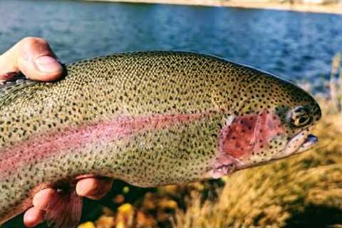 Trout Fishing Mid Week | Hesperia Lake California