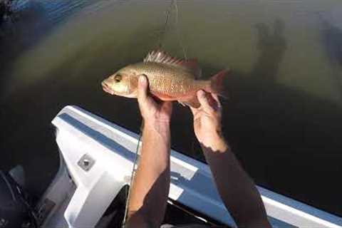 Overnight solo creek fishing session small jacks and cods for days