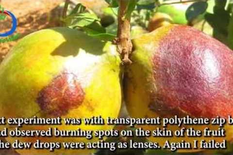 Natural Farming | Simple ways to fight the birds and insect menace in pomegranate | ShyamaSundar