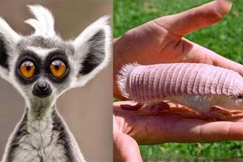 11 Weird Animals to Own as Pet