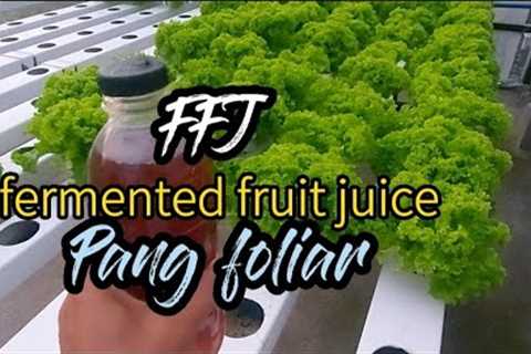 Fermented Fruit Juice ( FFJ ) pang foliar.