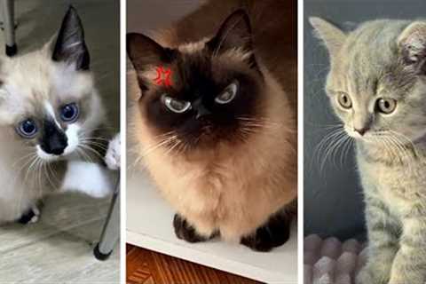 Most Viral CATS on the internet! 🐱 Funny Kittens Compilation 🥰