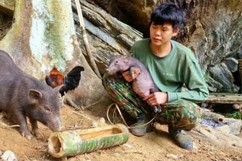 Survival skills, detecting wild boars eating cassava, boar trap skills
