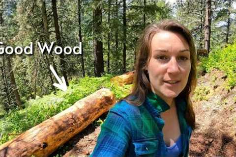 Saving Money By Using Fallen Trees On Our Property To Build Our Off Grid House