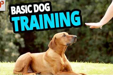 🐕 Basic Dog Training – TOP 10 Essential Commands Every Dog Should Know!