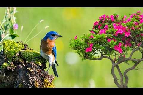 Beautiful Relaxing Music 🌿  Piano Music, Positive Energy, Study and Work Reduce Stress #12