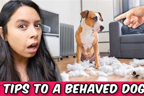 5 Secrets Dog Trainers Won’t Tell You for FREE 🤫