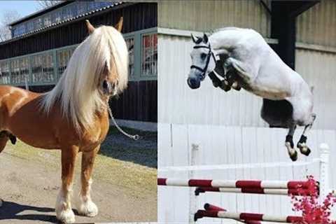 Cute And funny horse Videos Compilation cute moment of the horses   Cutest Horse #15