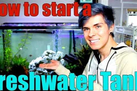 How to Start a Freshwater Aquarium | Everything You Need to Know