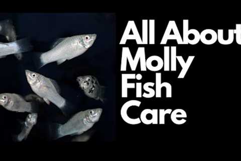 All About Molly Fish Care 🐟