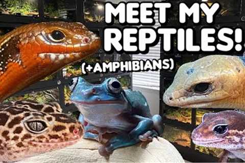 MEET THE ANIMALS IN MY SANCTUARY + REPTILE HOUSE TOUR