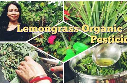 Insect Control Organic Pesticides | Make  Lemongrass Organic Pesticides  At Home |