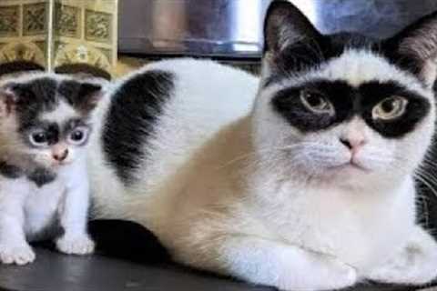 1 HOUR FUNNY CATS COMPILATION 2022😂| Super FUNNIEST Cats Videos In 2022 😂