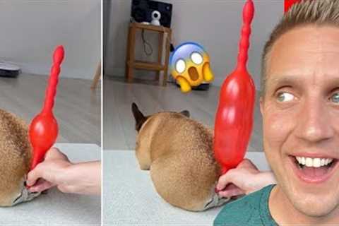 The Funniest Dog Reactions Ever | Funny Pet Videos Compilation