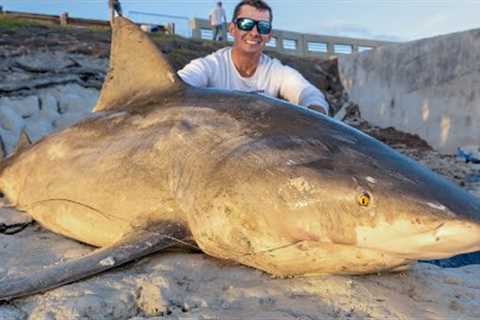 REVENGE on MASSIVE Bull Shark! Catch Clean Cook!