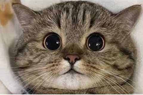 BEST FUNNY CATS COMPILATION 2022😂| Funny and Cute Cat Videos !😸​