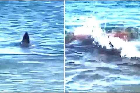 Marine Biologists Say That Something Big Is Hunting Great White Sharks Right Now &amp; They're..