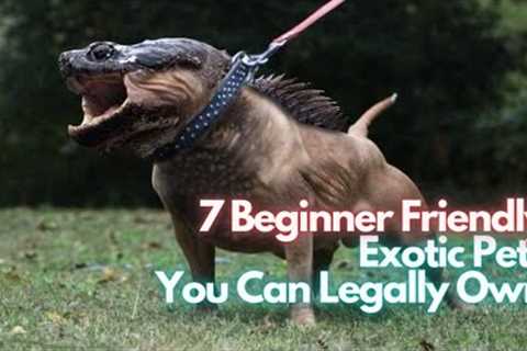 7 Beginner Friendly Exotic Pets You Can Legally Own